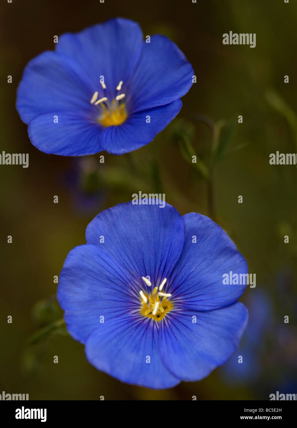 Close-up de lin bleu à fleurs sauvages jardin extérieur Banque D'Images