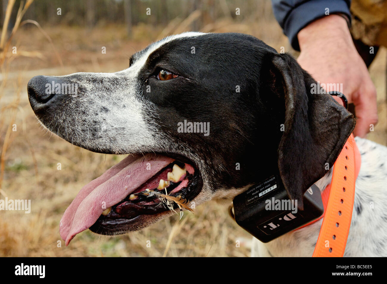 Portrait de Pointer Anglais avec Colins Feather coincé sur sa bouche en plantation de Buckeye en Géorgie Banque D'Images