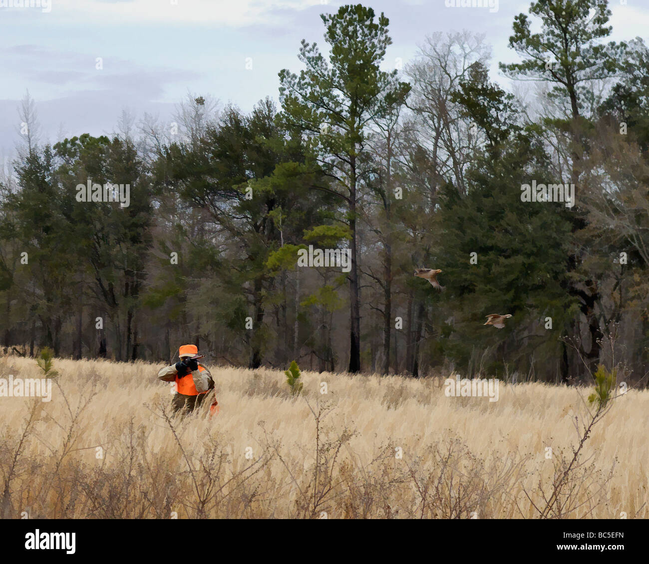 Effet aquarelle de chasseur d'oiseaux des hautes terres et des cailles de rinçage pendant des colins de chasser dans le Piney Woods de la Géorgie Banque D'Images