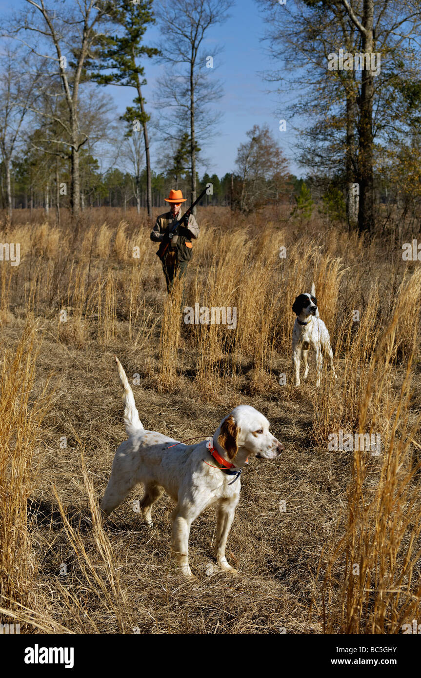 Setter anglais tandis qu'un autre point sur le dos de l'unité photo Point avec Hunter Approche par derrière dans le Piney Woods de la Géorgie Banque D'Images