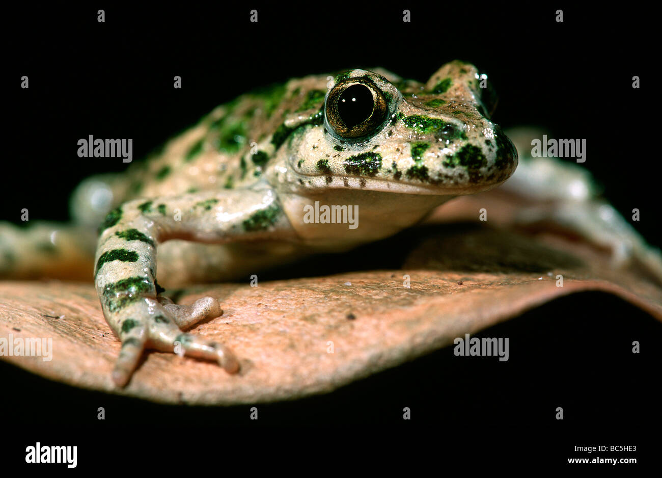 Pelodytes punctatus persil, Grenouille, assis sur une feuille. Aussi connu sous le nom de persil commun Grenouille et Mud-Diver. Banque D'Images