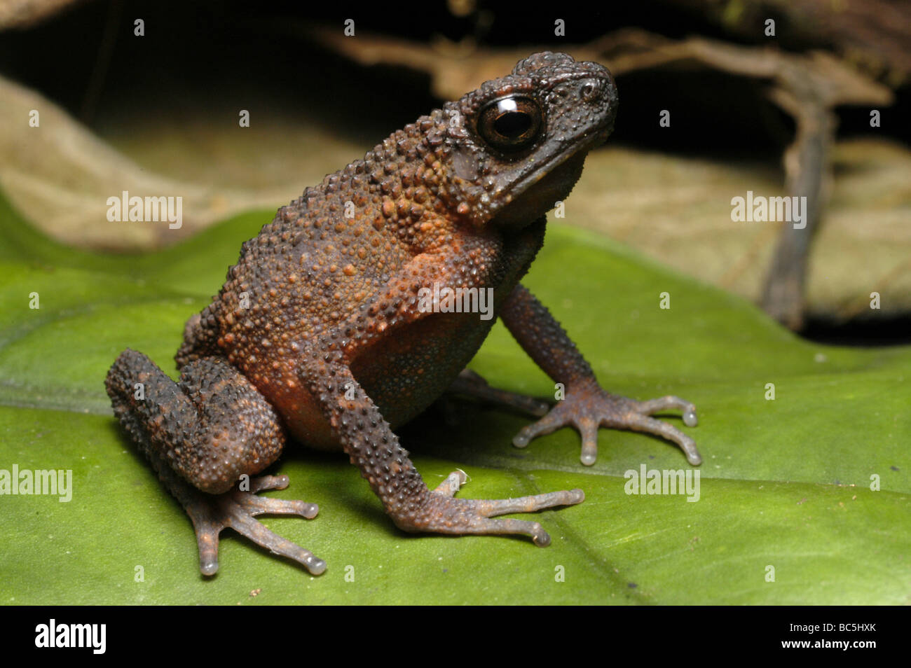 Les flux fingered Crapaud, Ansonia longidigita, assis sur une feuille Banque D'Images