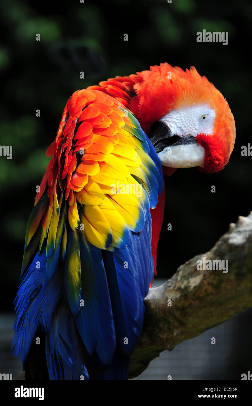 Red, Yellow & Blue Parrot Banque D'Images