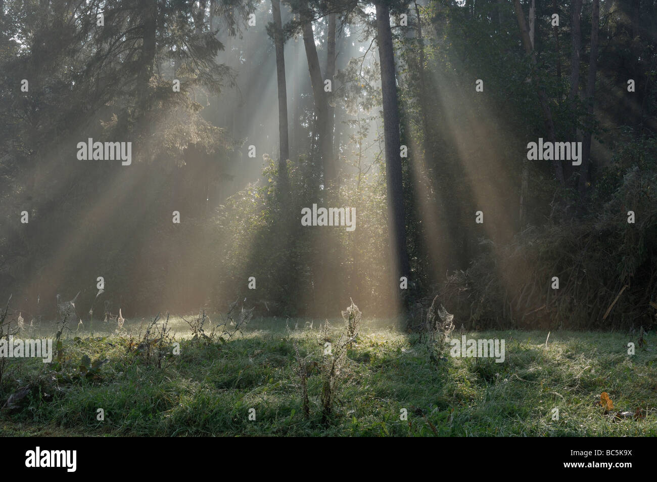 Allemagne, Bavière, les rayons du soleil brillant à travers les arbres Banque D'Images