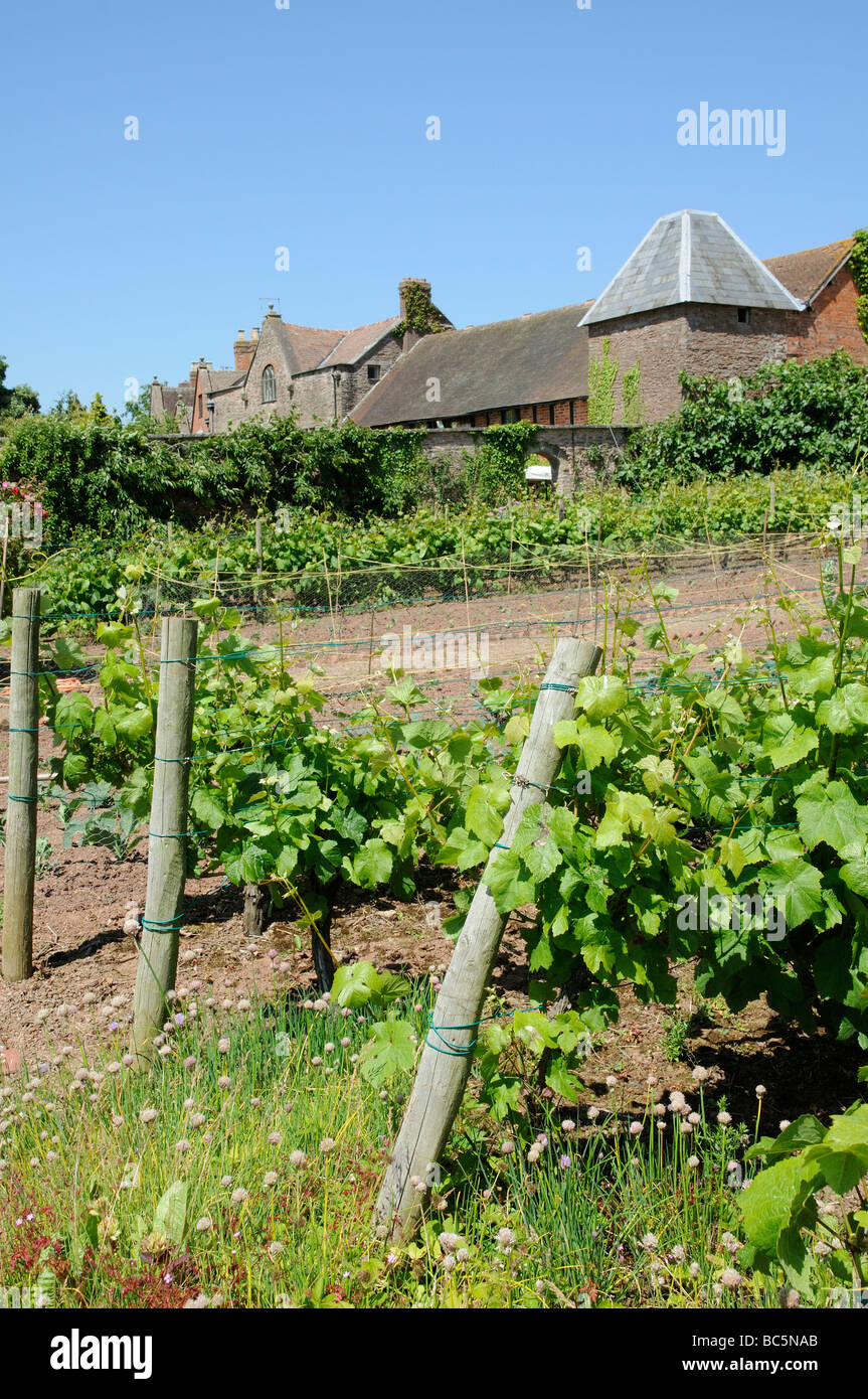 The Broadfield Court Estate et les vignes de vins anglais Bodenham Herefordshire Angleterre UK Banque D'Images