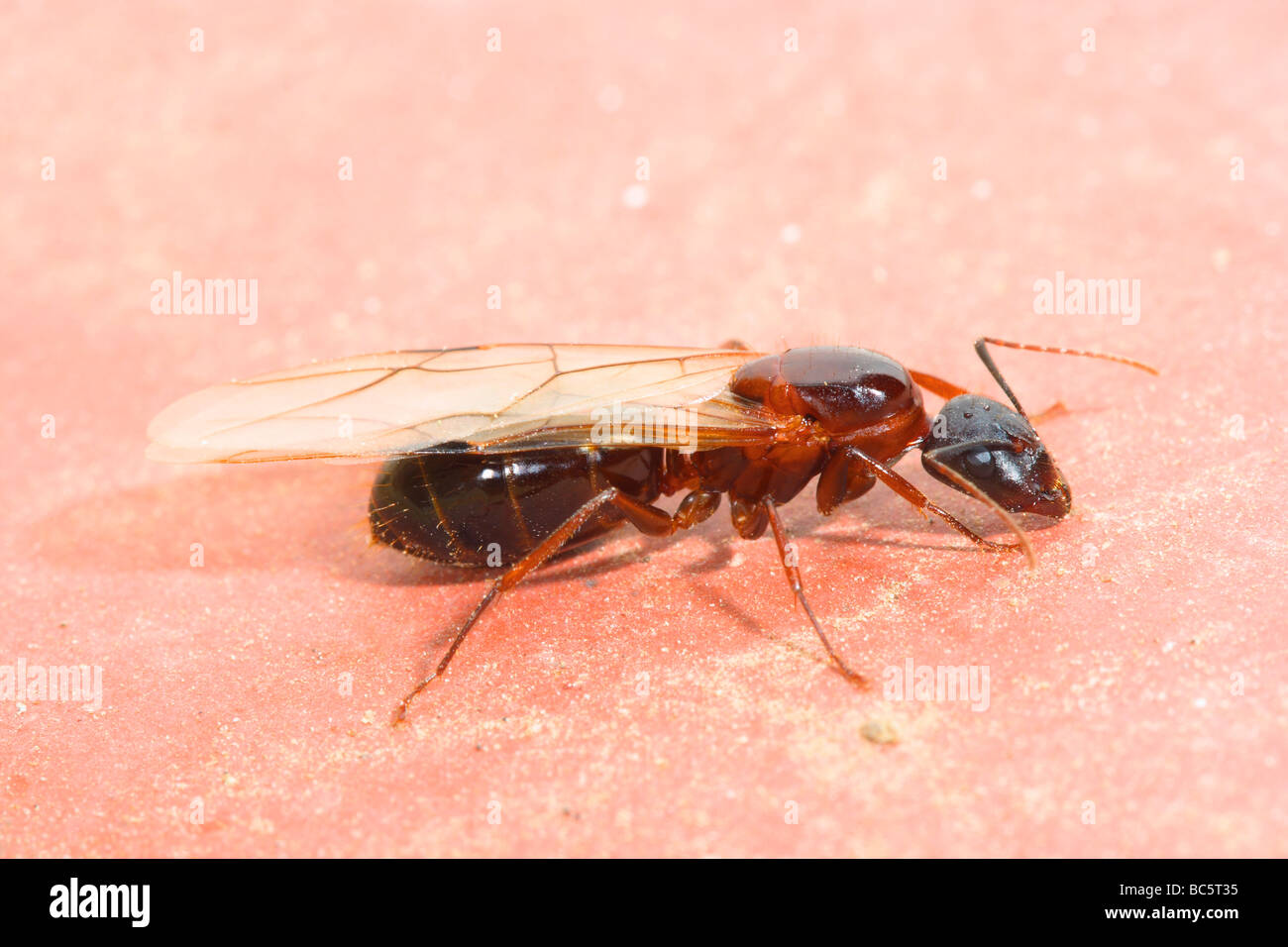 Ant, Camponotus cruentatus. Reine ailée Banque D'Images