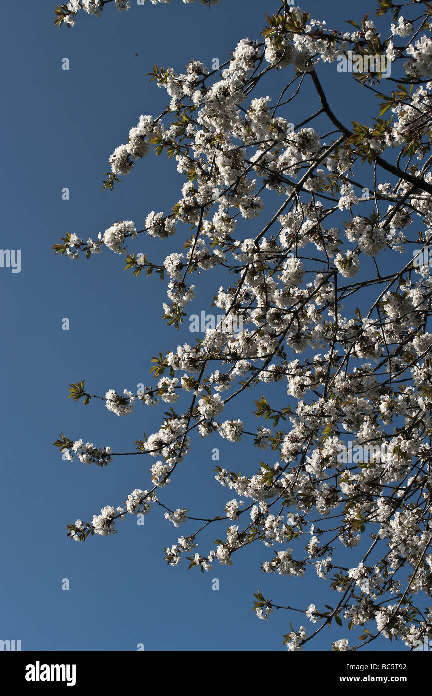Fleur blanche sur le merisier en avril dans le jardin de l'auteur Banque D'Images