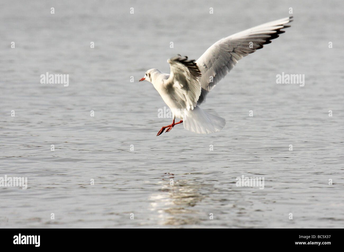 Les plaines côtières d'Israël Slender billed Gull Larus genei viennent pour poser sur l'eau Banque D'Images