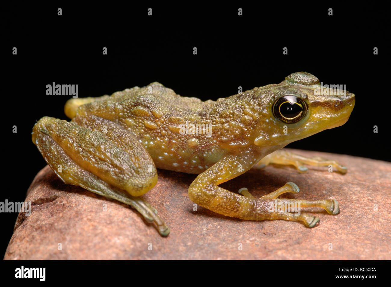La grenouille verte Rock, Staurois tuberilinguis, accroupi sur un rocher. Également connu sous le nom de Bornéo Frog Splash Banque D'Images