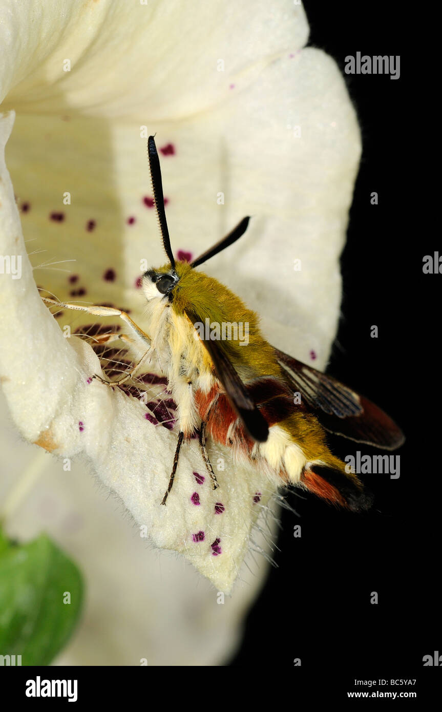 Large bordé Bee Hemaris fuciformis Sphynx repos adultes sur foxglove flower Oxfordshire UK Banque D'Images