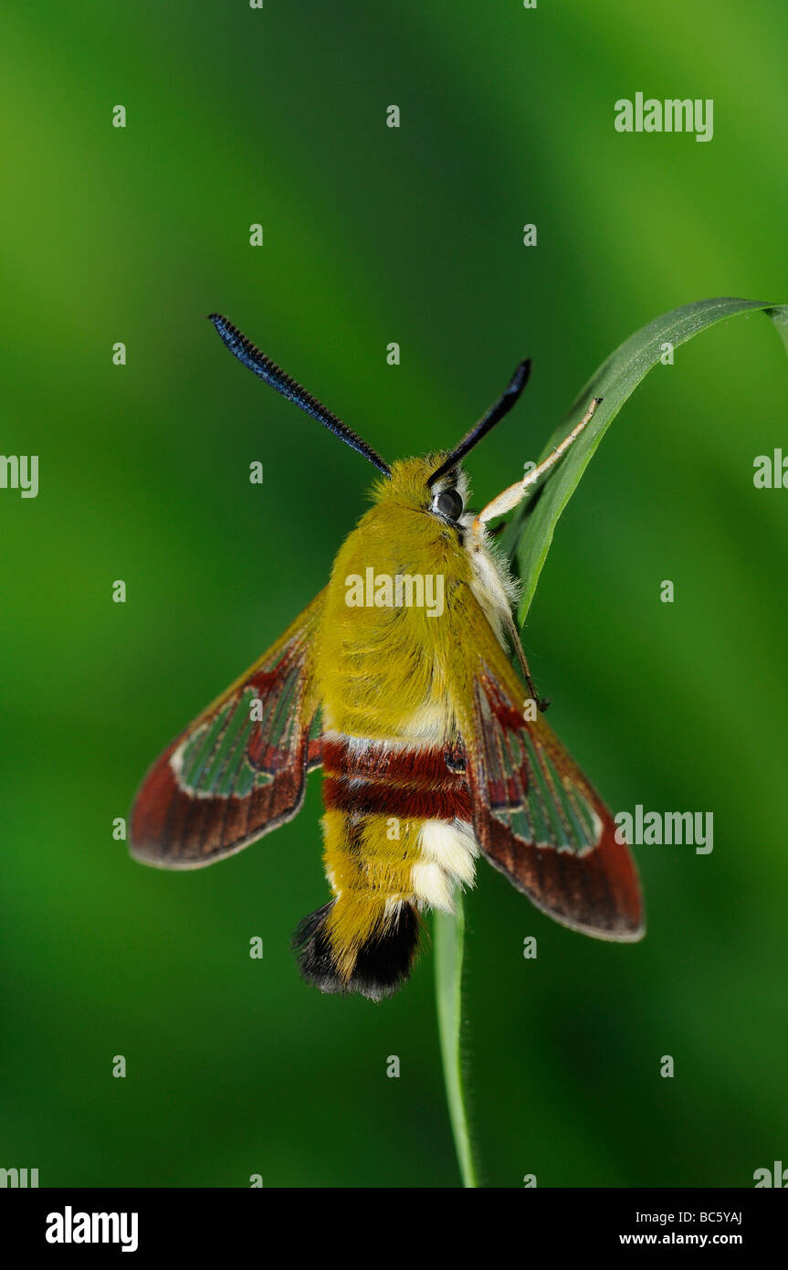 Large bordé Bee Hemaris fuciformis Sphynx repos adultes sur brin d'herbe Oxfordshire UK Banque D'Images