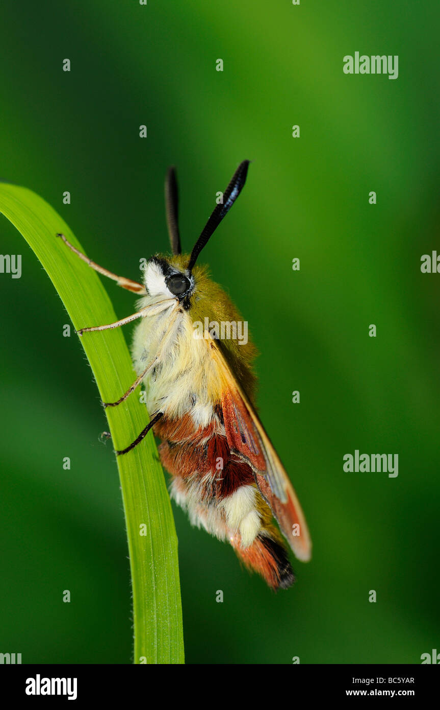 Large bordé Bee Hemaris fuciformis Sphynx repos adultes sur brin d'herbe Oxfordshire UK Banque D'Images