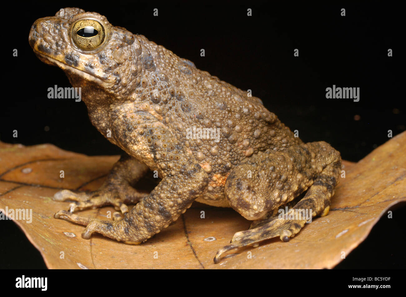 Rivière géant crapaud Bufo juxtasper Banque D'Images