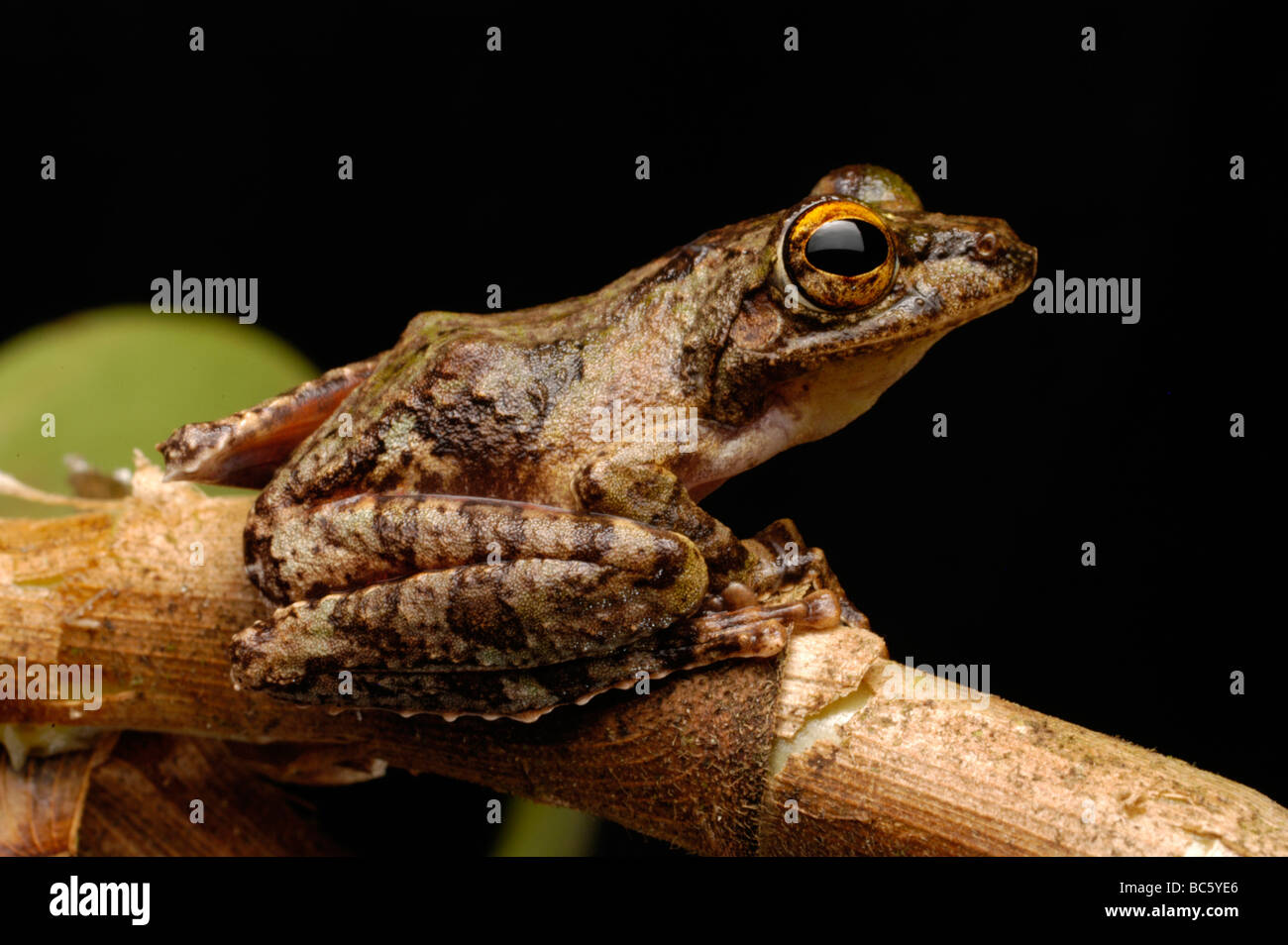 Frilled Rainette, Rhacophorus appendiculatus. Aussi connu sous le nom de Brown-eyed Tree Frog Banque D'Images