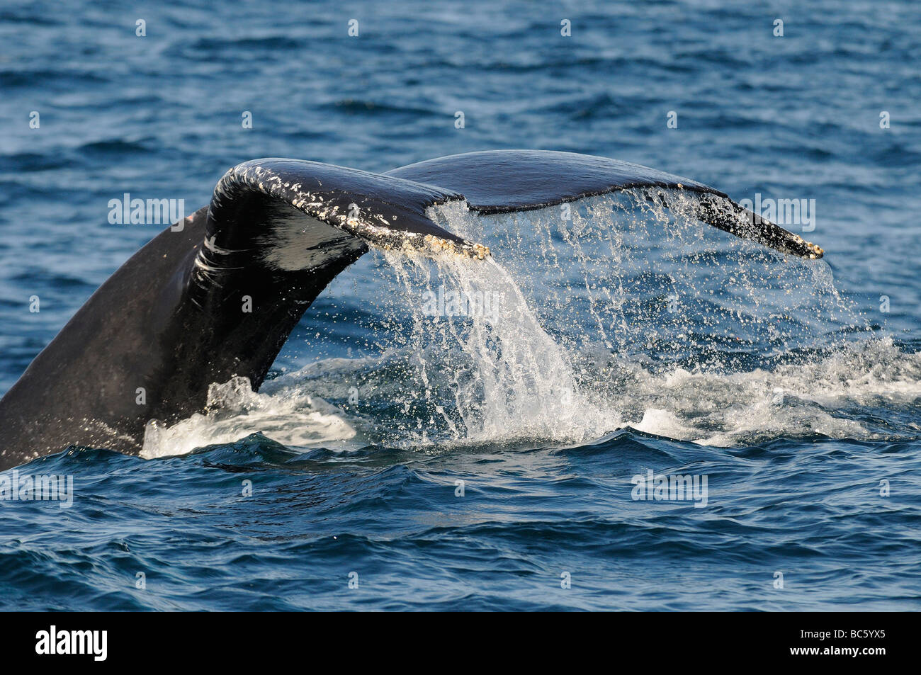 Baleine à bosse Megaptera novaeanglicae fluke queue soulevées au sujet de la plongée Baja Mexique Banque D'Images