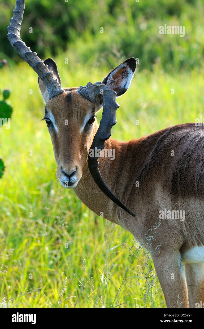 Impala Aepyceros melampus close up montrant déformé de l'est corne de l'Afrique du Sud Le Cap Banque D'Images