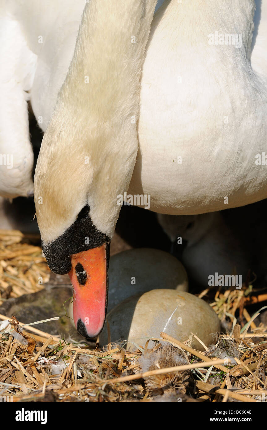 Cygne tuberculé Cygnus olor adulte sur nid d'oeufs tournant Abbotsbury UK Banque D'Images