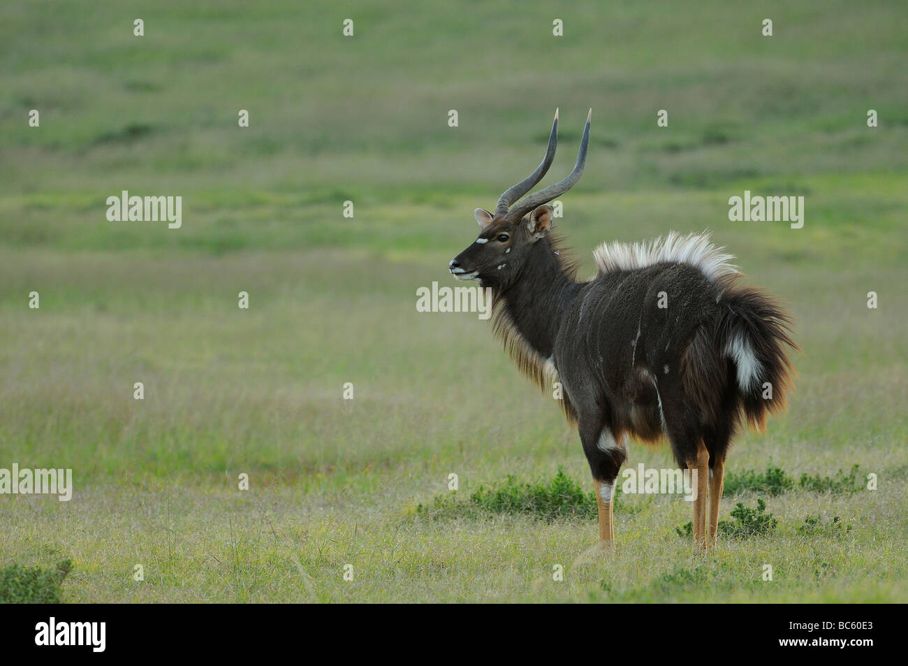 Nyala Tragelaphus angasi parade nuptiale Eastern Cape Afrique du Sud Banque D'Images