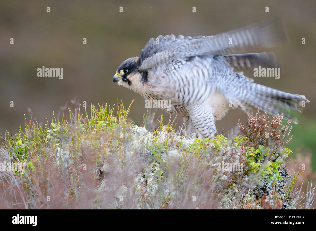 Faucon pèlerin (Falco peregrinus) plumes ébouriffant captif Scotalnd Banque D'Images