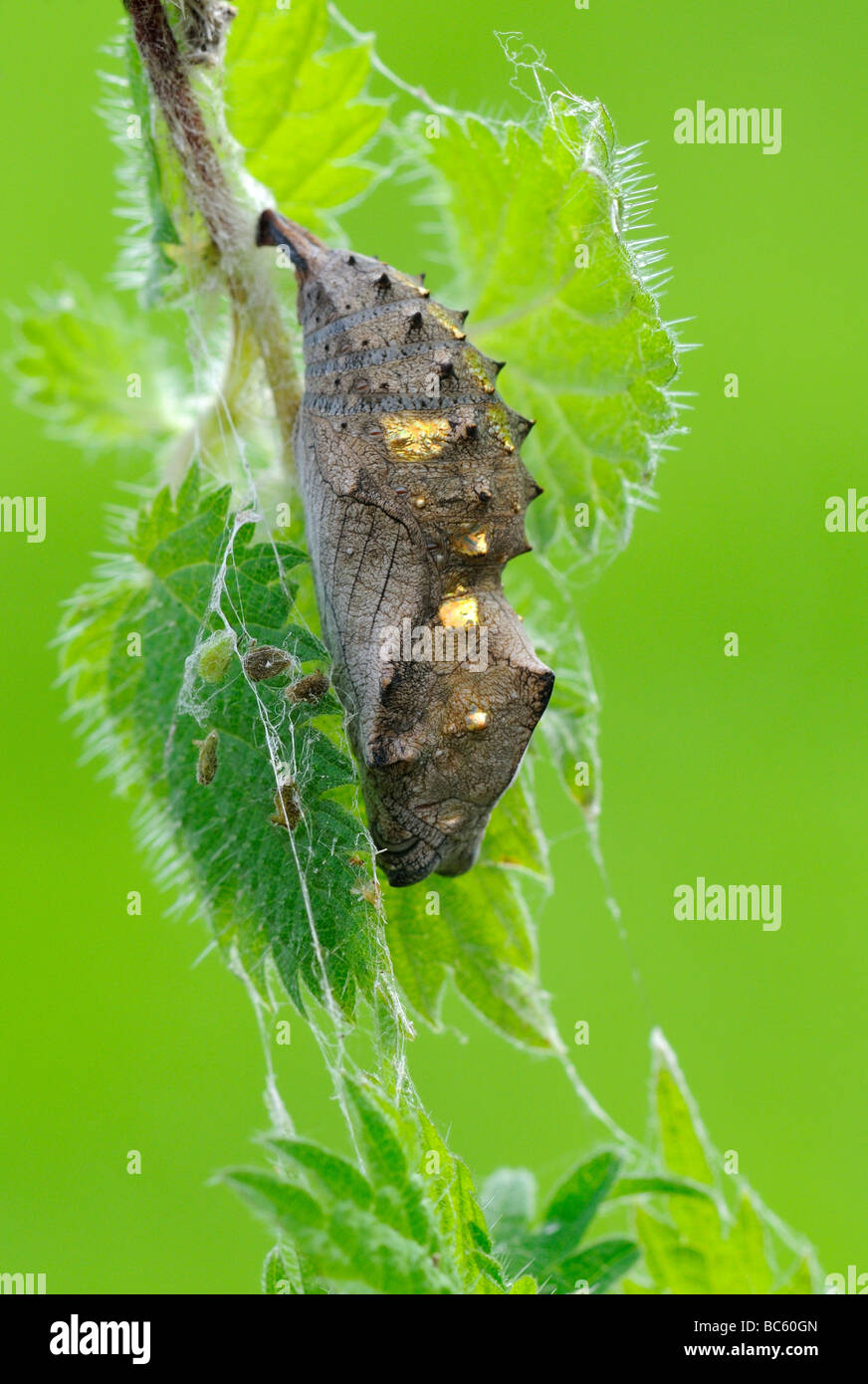 L'amiral rouge Vanessa atalanta nymphe ou chrysalide accrochée à l'ortie plante Oxfordshire UK Banque D'Images