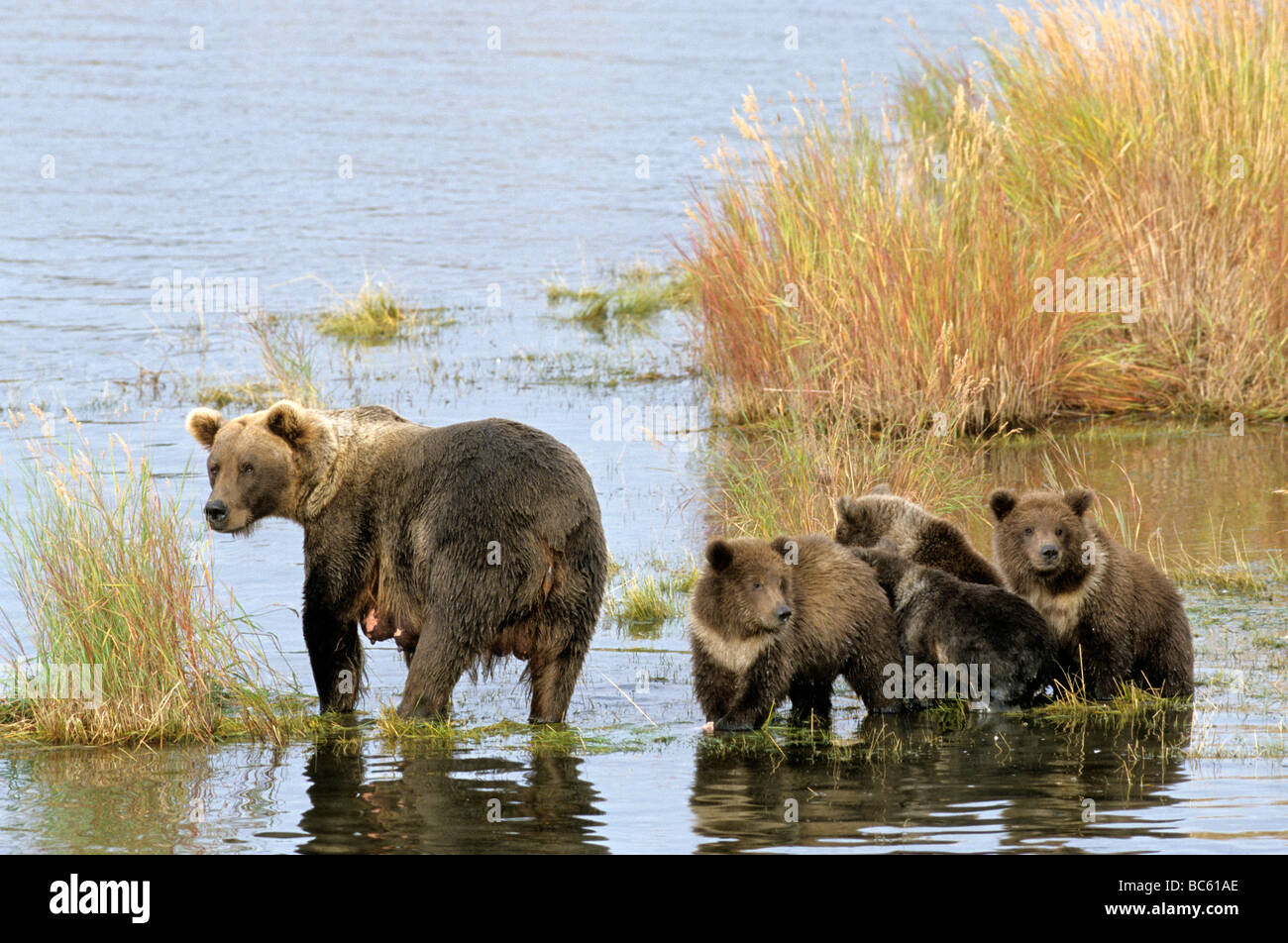 Ours brun (Ursus arctos) debout avec ses oursons en rivière, Brooks River, Katmai National Park, Alaska, USA Banque D'Images
