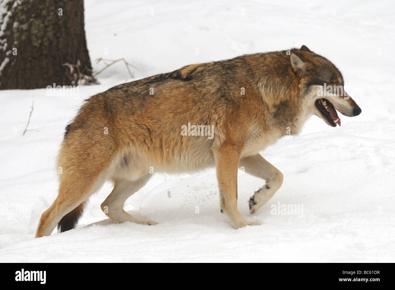 Close-up du loup gris (Canis lupus) marche dans la neige, Parc National de la forêt bavaroise, Bavière, Allemagne Banque D'Images