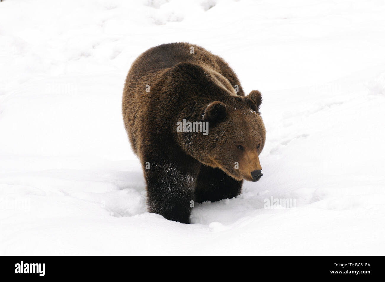 Ours brun (Ursus arctos) marche dans la neige, Parc National de la forêt bavaroise, Bavière, Allemagne Banque D'Images