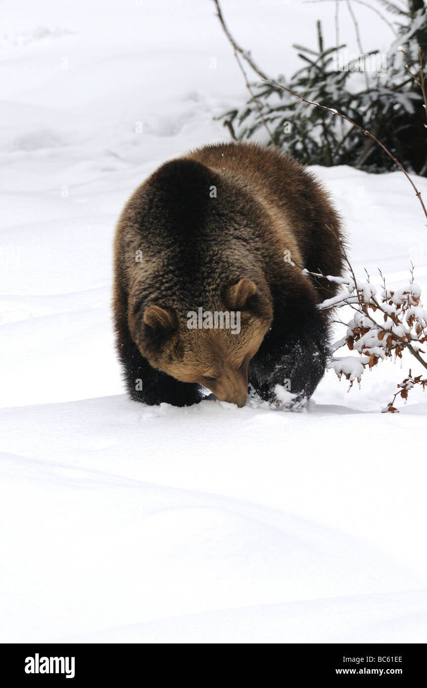 Ours brun (Ursus arctos) de nourriture dans la neige, Parc National de la forêt bavaroise, Bavière, Allemagne Banque D'Images
