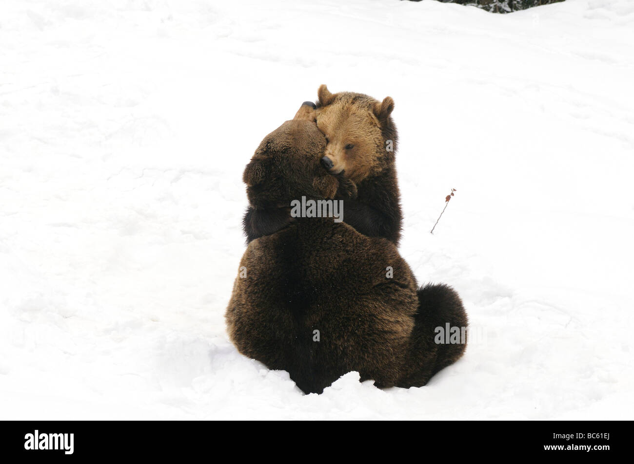 Deux ours bruns (Ursus arctos) jouent dans la neige, Parc National de la forêt bavaroise, Bavière, Allemagne Banque D'Images