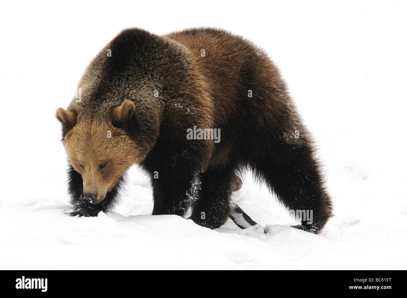 Close-up de l'ours brun (Ursus arctos) marche dans la neige, Parc National de la forêt bavaroise, Bavière, Allemagne Banque D'Images