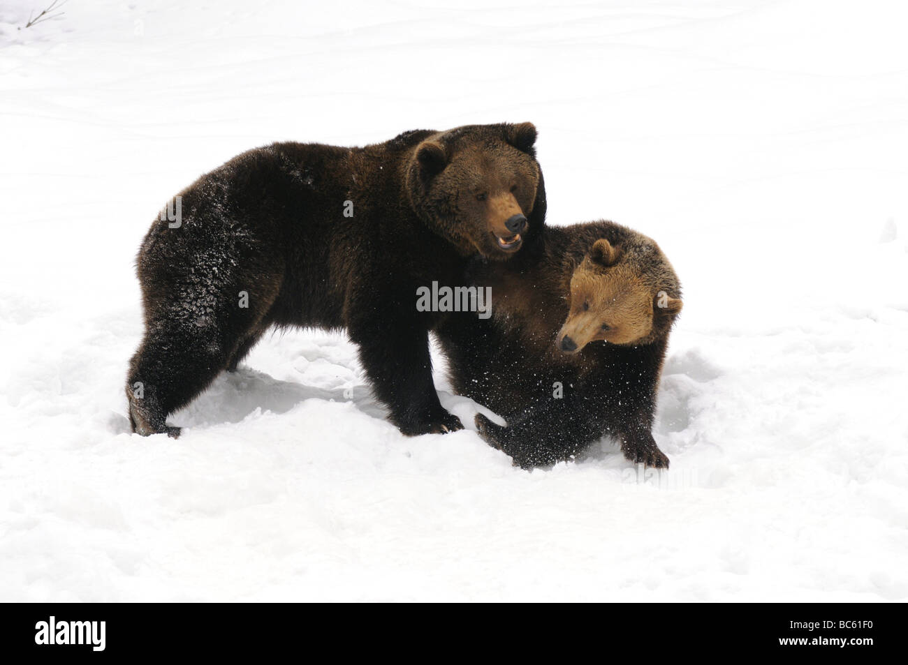 Deux ours brun (Ursus arctos) jouent dans la neige, Parc National de la forêt bavaroise, Bavière, Allemagne Banque D'Images