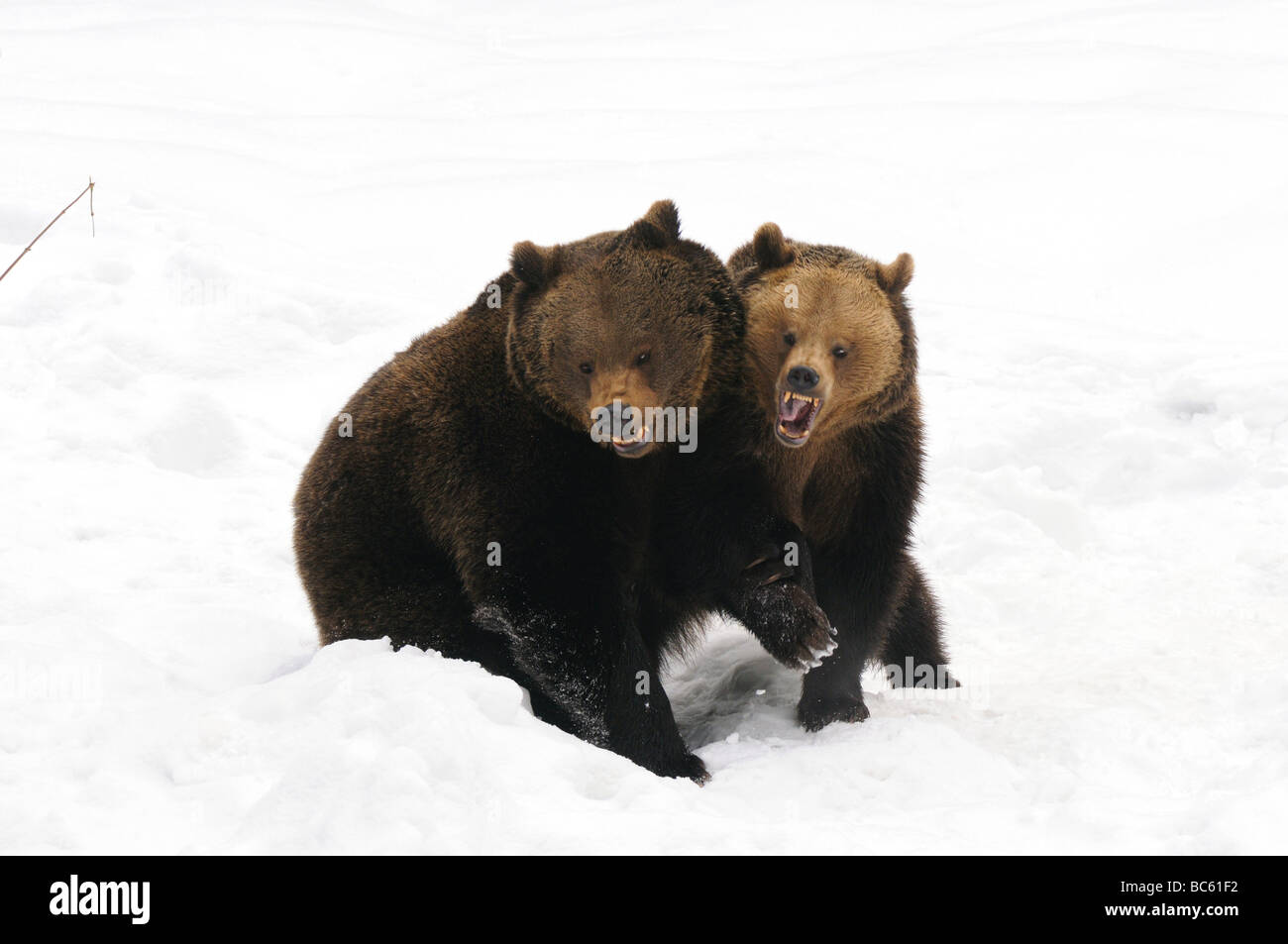 Deux ours brun (Ursus arctos) jouent dans la neige, Parc National de la forêt bavaroise, Bavière, Allemagne Banque D'Images