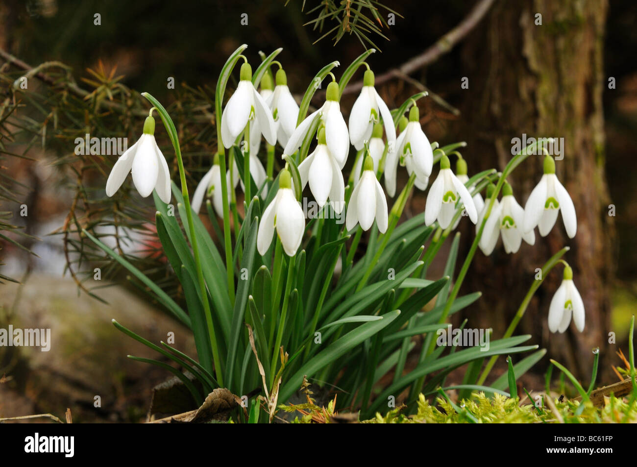 Close-up of snowdrop fleurs fleurissent dans domaine, Franconia, Bavaria, Germany Banque D'Images