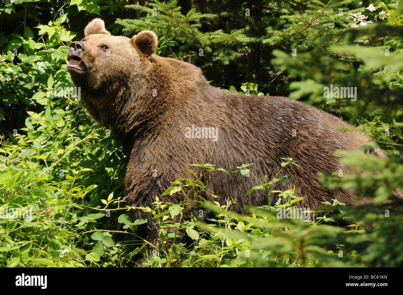 Close-up de l'ours brun (Ursus arctos) en forêt, parc national de la forêt bavaroise, Bavière, Allemagne Banque D'Images