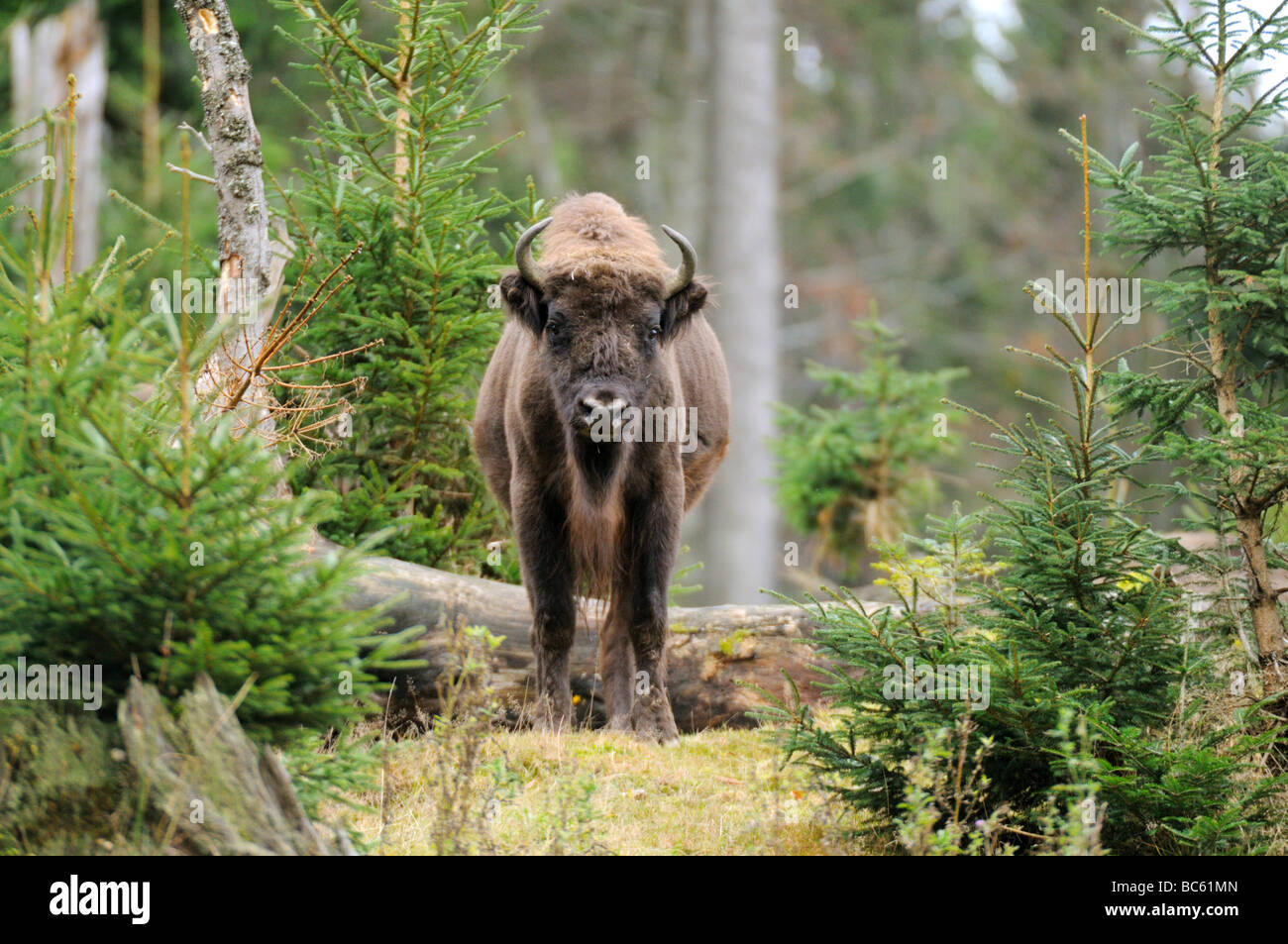 Bison d'Europe (Bison bonasus) debout, en forêt, parc national de la forêt bavaroise, Bavière, Allemagne Banque D'Images