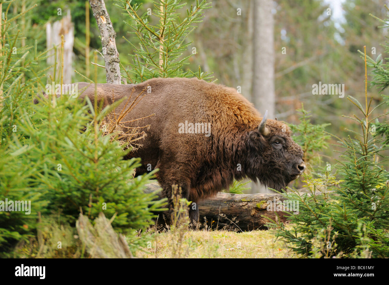 Bison d'Europe (Bison bonasus) debout, en forêt, parc national de la forêt bavaroise, Bavière, Allemagne Banque D'Images