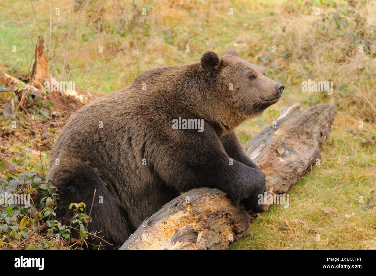 Ours brun (Ursus arctos) en forêt, parc national de la forêt bavaroise, Bavière, Allemagne Banque D'Images