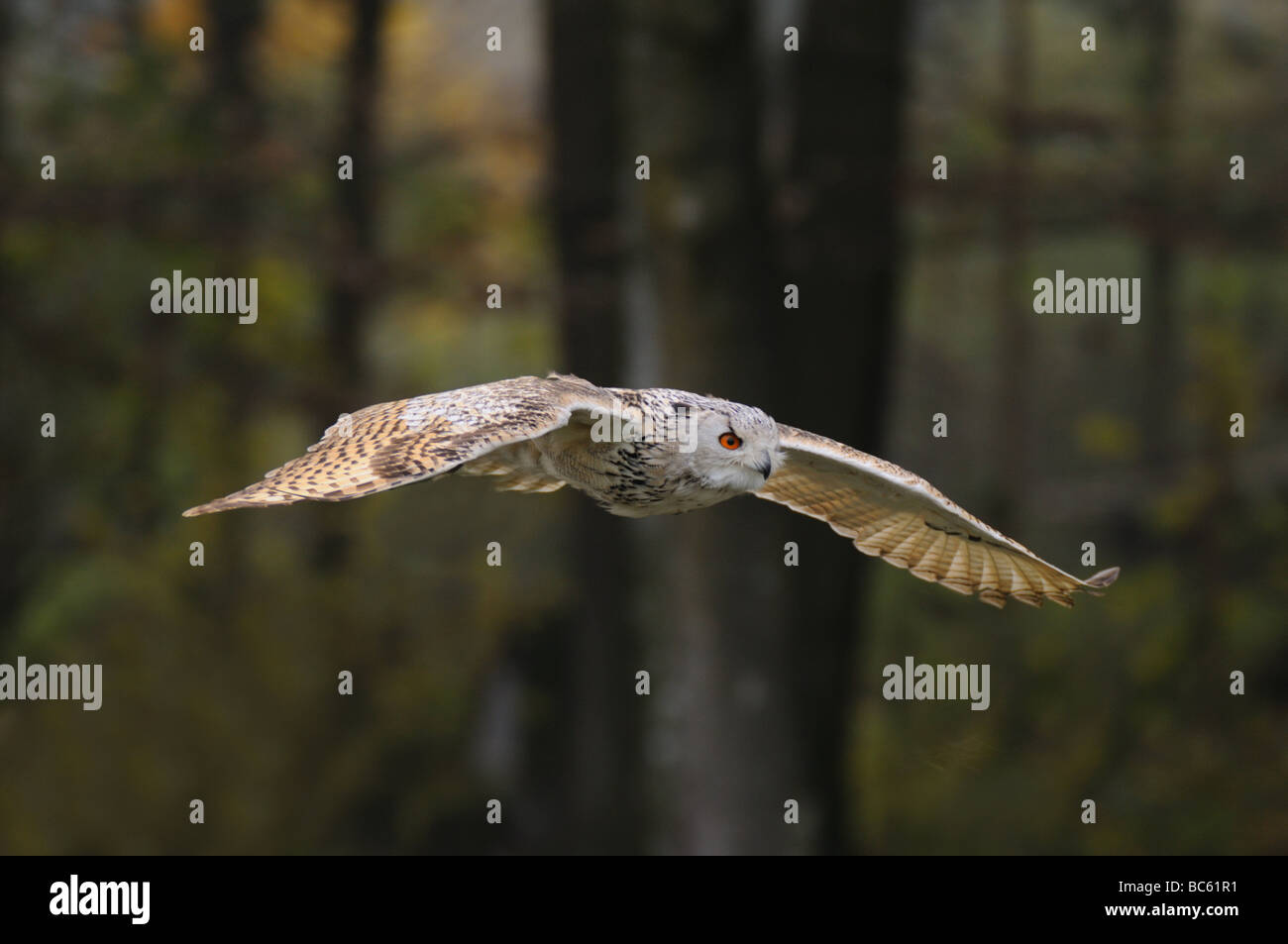 Close-up de Milky Eagle owl (Bubo bubo) en vol Banque D'Images