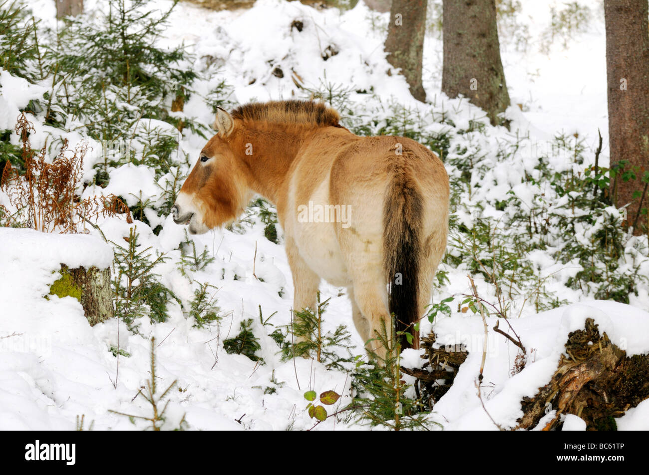 Le cheval de Przewalski (Equus caballus przewalskii) debout, en forêt, parc national de la forêt bavaroise, Bavière, Allemagne Banque D'Images