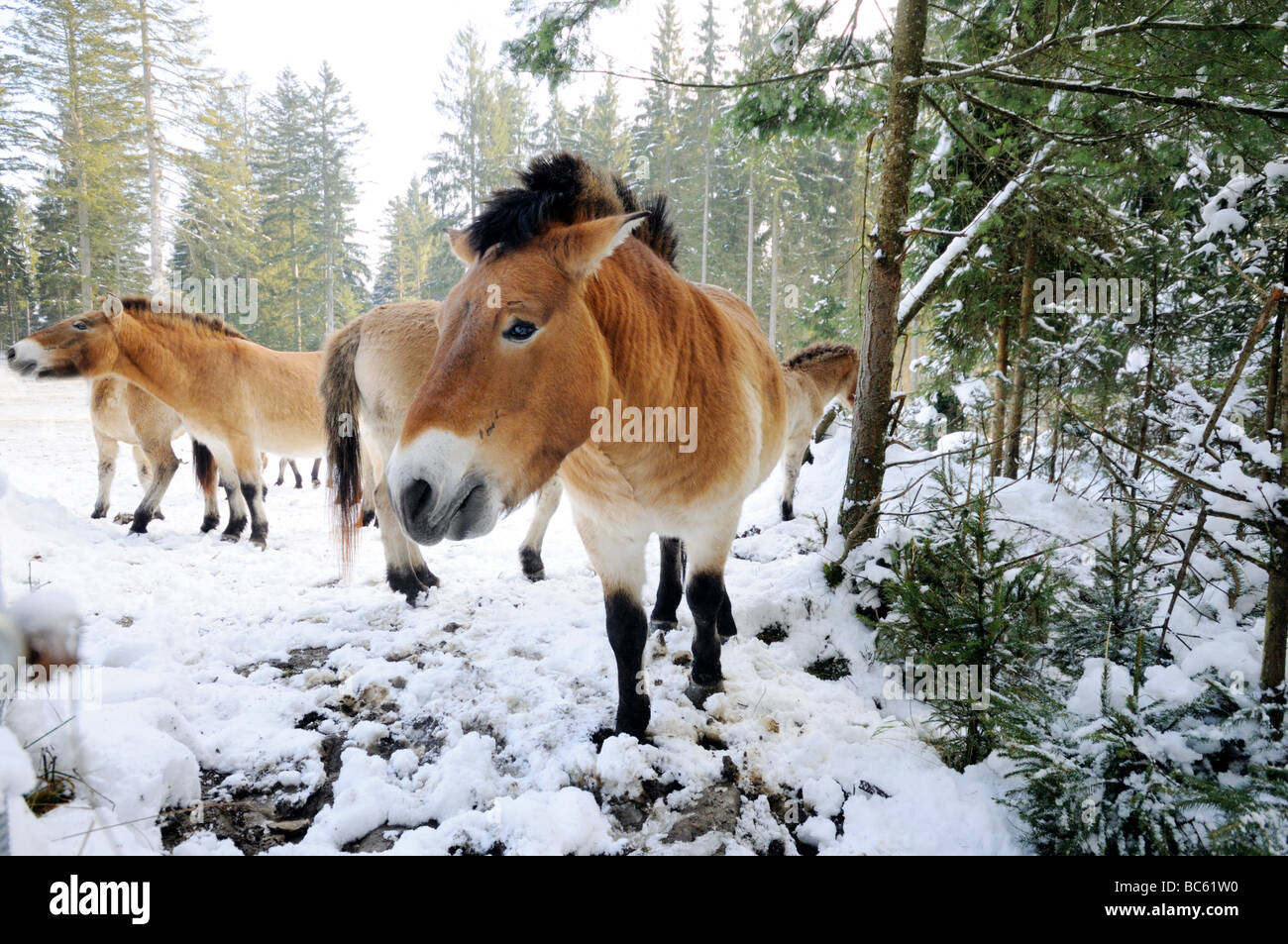 Chevaux de Przewalski (Equus caballus przewalskii) en forêt, parc national de la forêt bavaroise, Bavière, Allemagne Banque D'Images