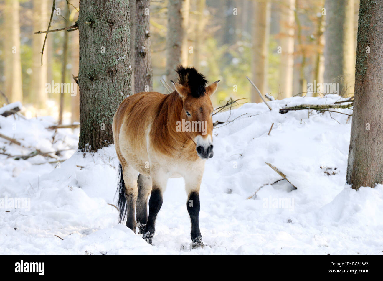 Le cheval de Przewalski (Equus caballus przewalskii) Balade en forêt, parc national de la forêt bavaroise, Bavière, Allemagne Banque D'Images