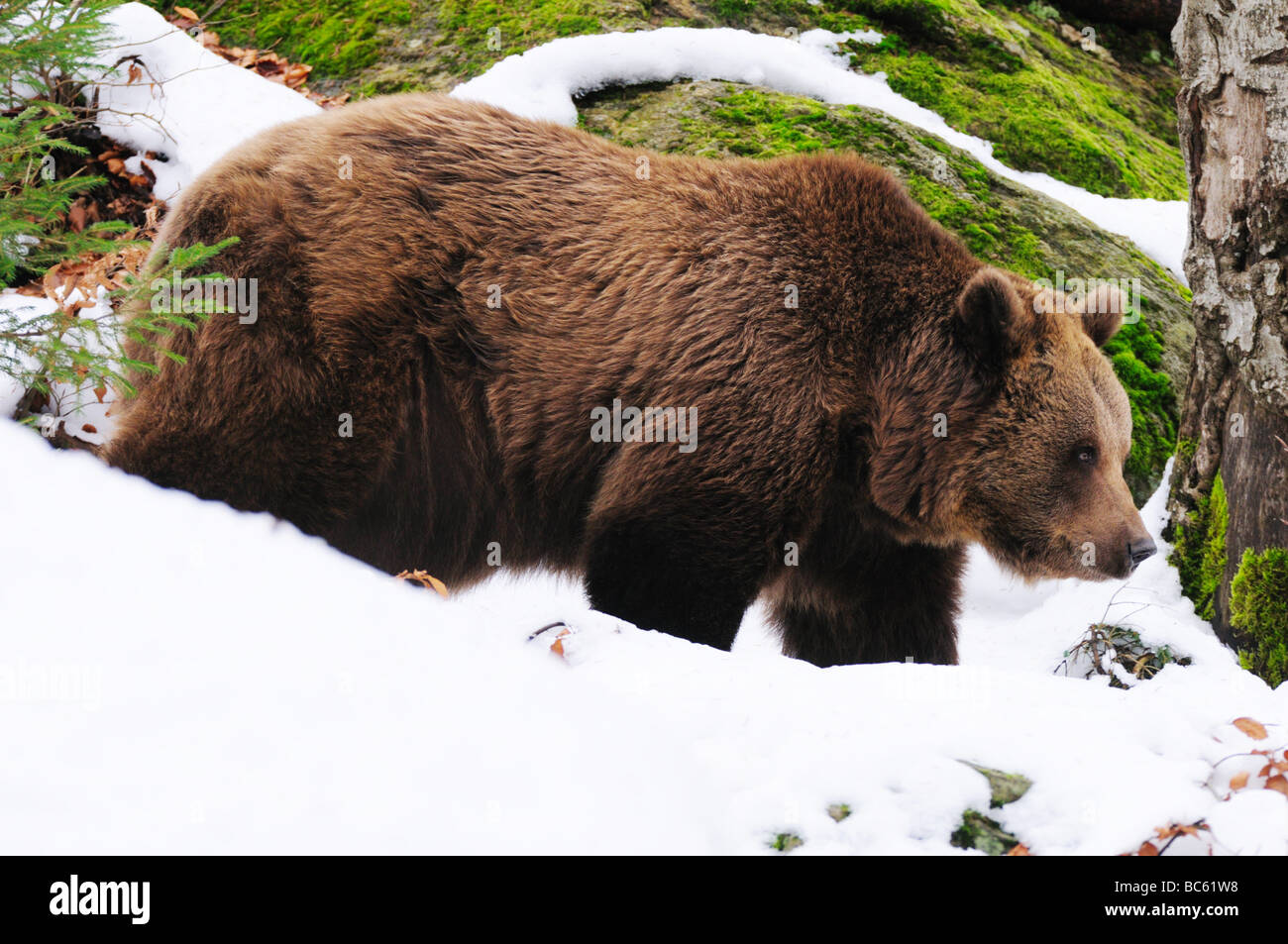 Ours brun (Ursus arctos) Balade en forêt, parc national de la forêt bavaroise, Bavière, Allemagne Banque D'Images