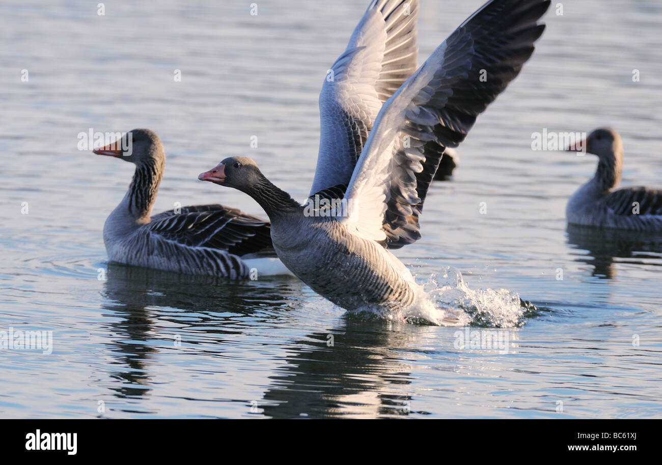 Close-up of Gray oies (Anser anser) flottant sur l'eau, Munich, Bavière, Allemagne Banque D'Images