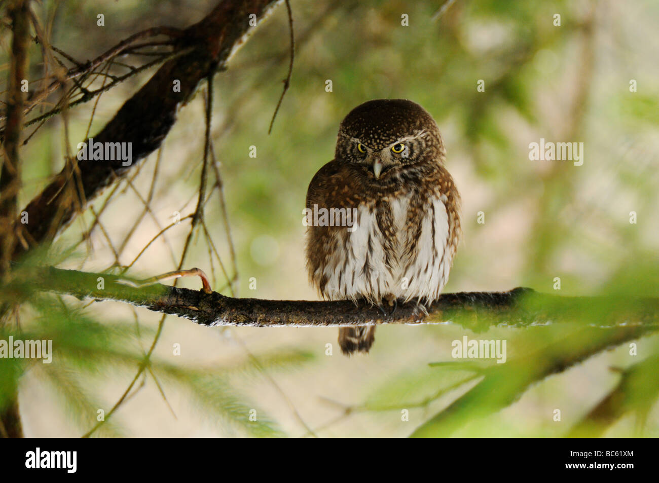 Close-up of Eurasian Pygmy Owl (Glaucidium passerinum) perching on branch, Parc National de la forêt bavaroise, Bavière, Allemagne Banque D'Images