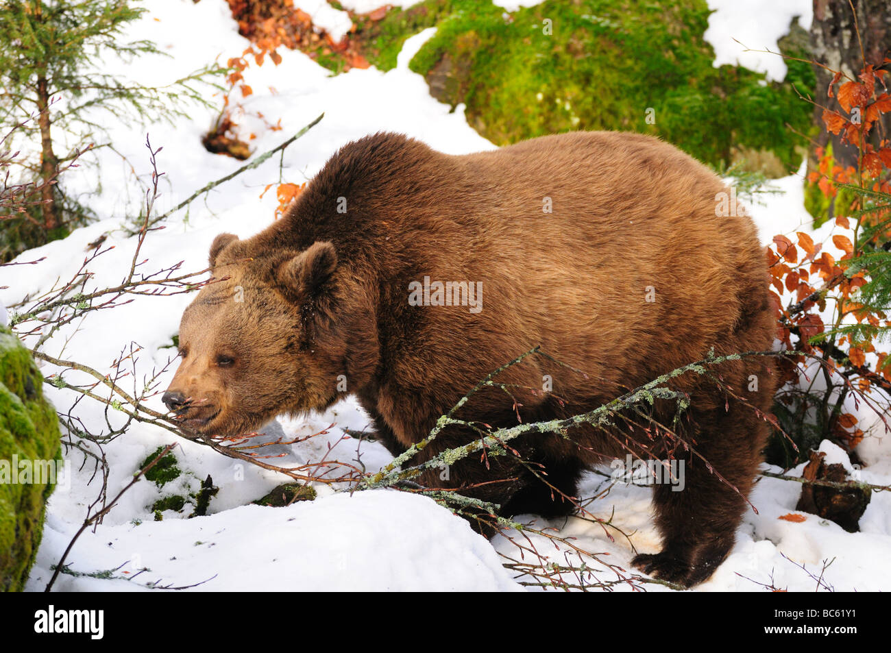Close-up de l'ours brun (Ursus arctos) en forêt, parc national de la forêt bavaroise, Bavière, Allemagne Banque D'Images