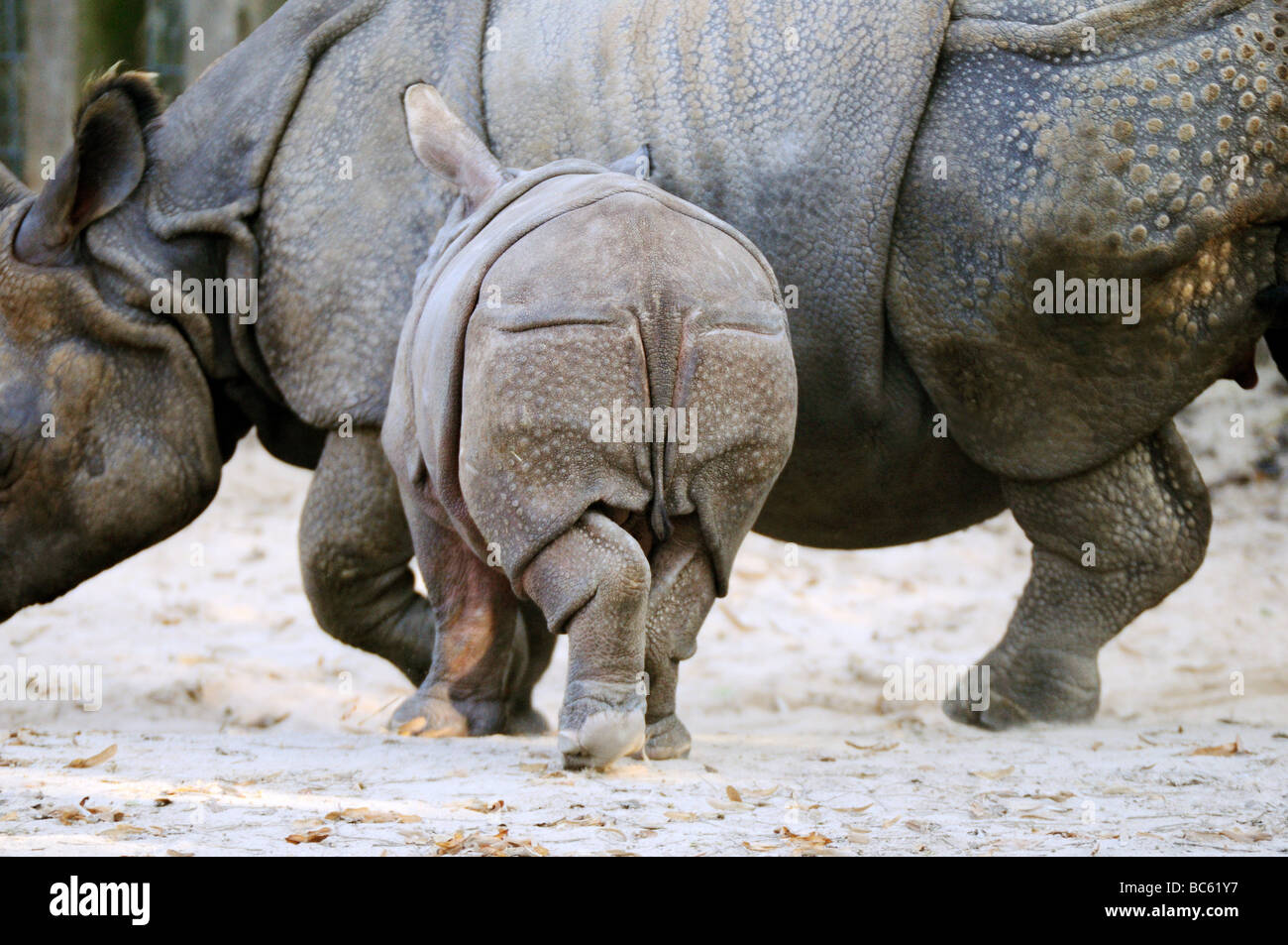 Close-up de rhinocéros indien (Rhinoceros unicornis) marcher avec ses petits au zoo Banque D'Images