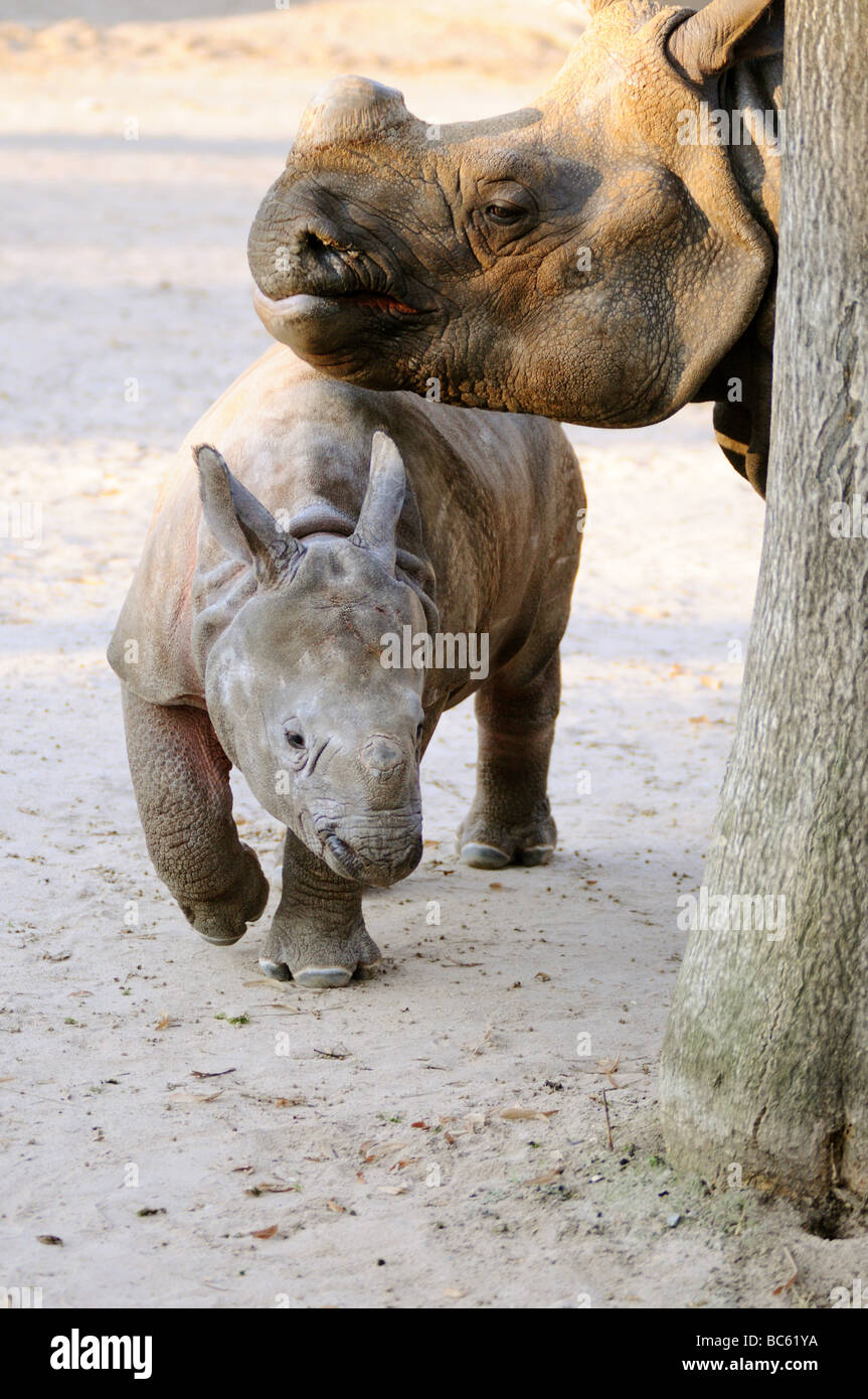 Le Rhinocéros indien (Rhinoceros unicornis) avec ses petits au zoo Banque D'Images