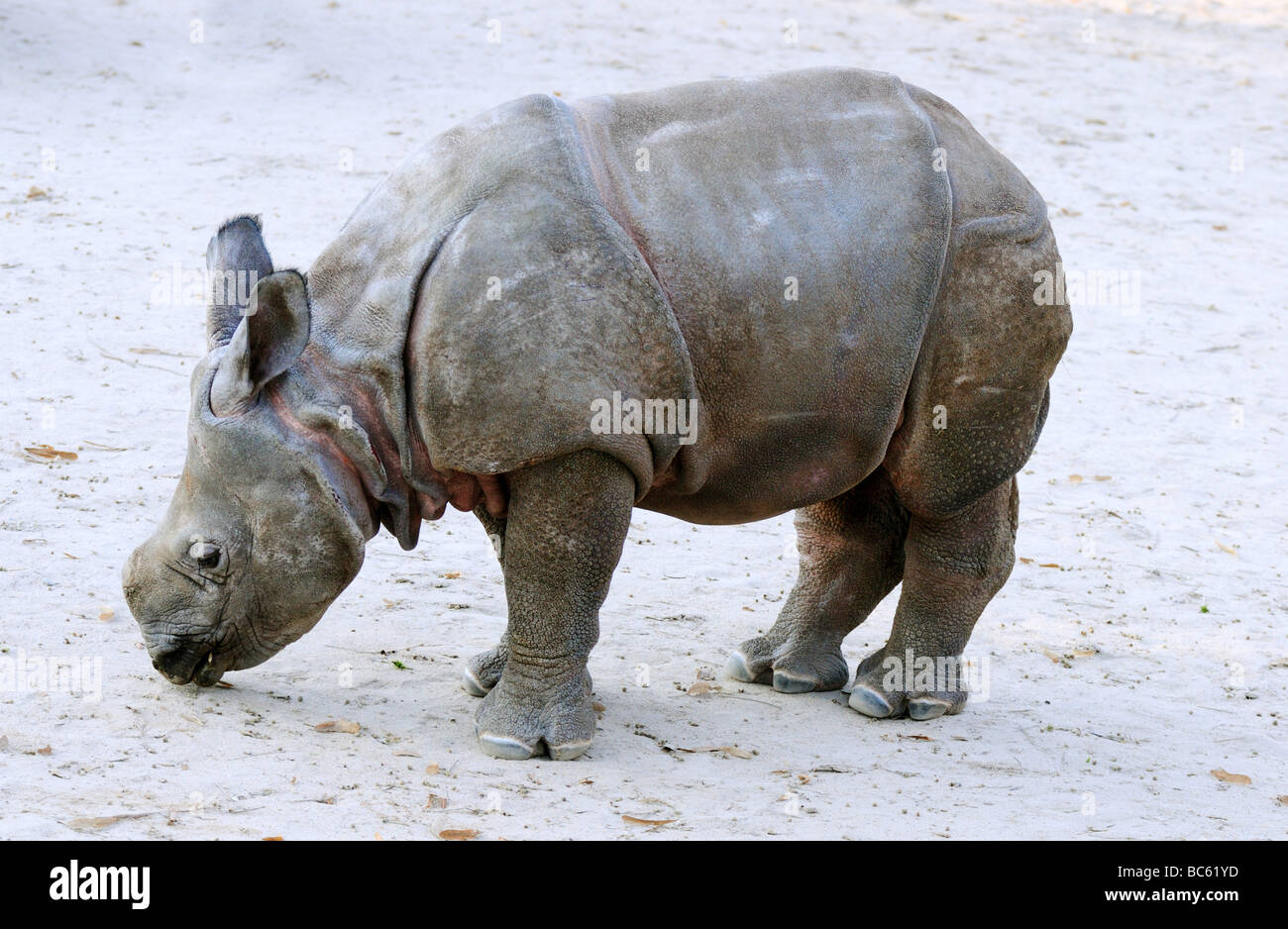 Close-up de jeunes rhinocéros indien (Rhinoceros unicornis) standing in zoo Banque D'Images