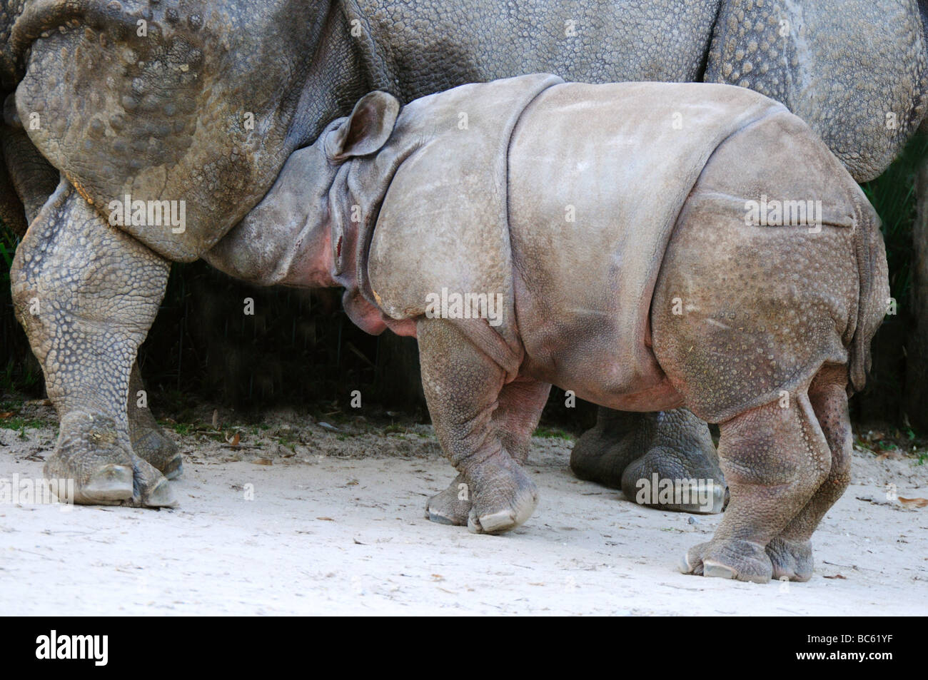 Close-up de rhinocéros indien (Rhinoceros unicornis) Sciences infirmières ses jeunes au zoo Banque D'Images