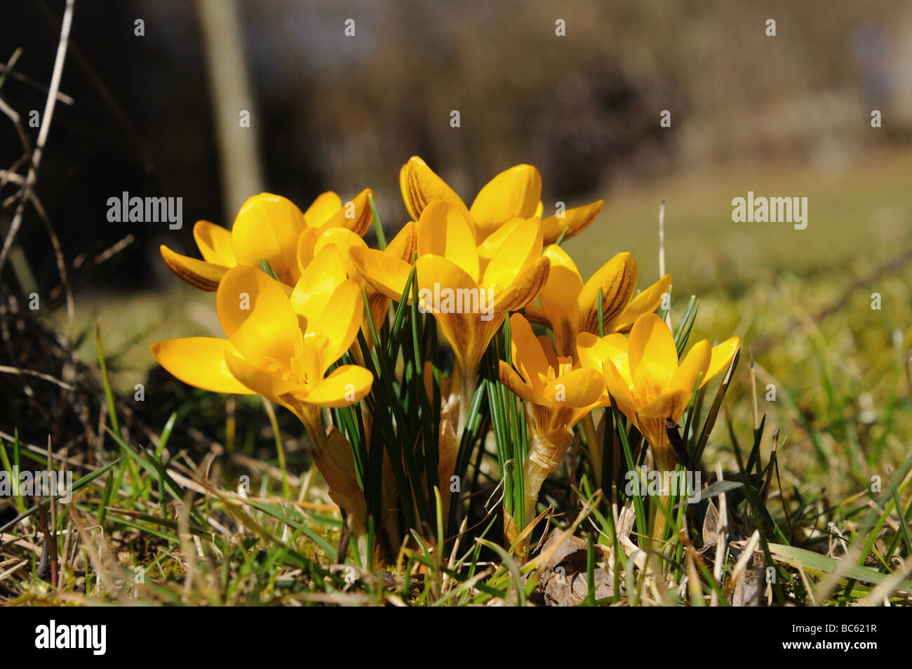 Close-up de crocus en fleurs fleurs dans le champ, Franconia, Bavaria, Germany Banque D'Images